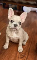 Daisy , a female French Bulldog for sale in Hugo, OK – 2 of 4