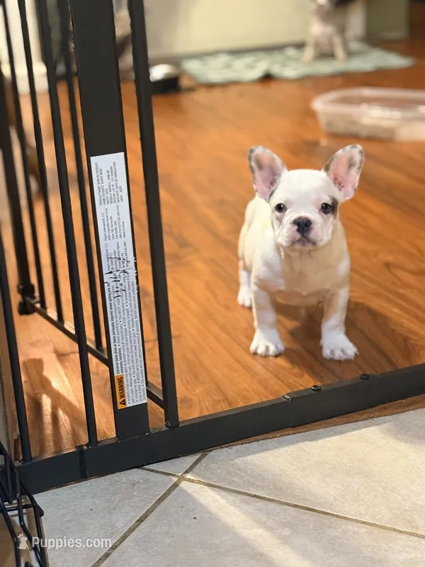 Buttercup  – French Bulldog puppy for sale in Hugo, OK