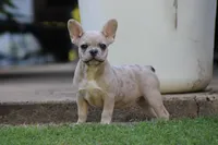 Daisy , a female French Bulldog for sale in Hugo, OK – 4 of 4