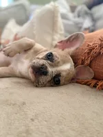 Millie, a female French Bulldog for sale in Hugo, OK – 4 of 4