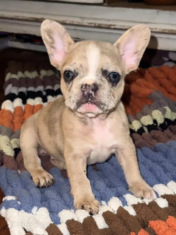 Millie  – French Bulldog puppy for sale in Hugo, OK
