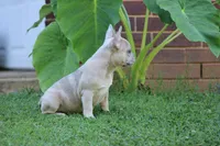 Daisy , a female French Bulldog for sale in Hugo, OK – 3 of 4