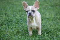 Millie, a female French Bulldog for sale in Hugo, OK – 2 of 4