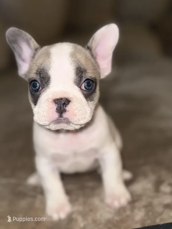 Tiny  – French Bulldog puppy for sale in Hugo, OK