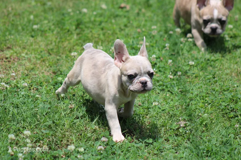 Rainy – French Bulldog puppy for sale in Hugo, OK