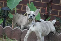 Millie, a female French Bulldog for sale in Hugo, OK – 3 of 4