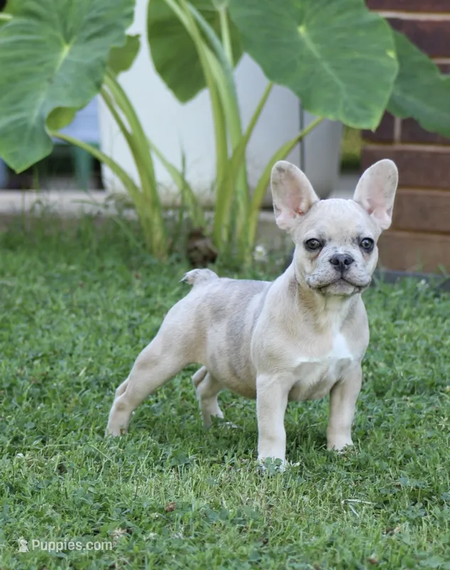 Daisy  – French Bulldog puppy for sale in Hugo, OK