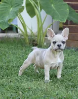 Daisy , a female French Bulldog for sale in Hugo, OK – 1 of 4