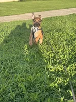 Grace , a female American Bully for sale in Brooklyn, NY – 4 of 4