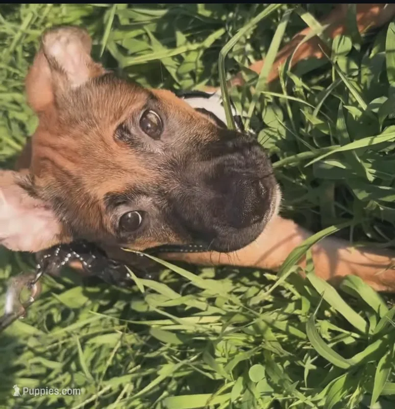 Grace  – American Bully puppy for sale in Brooklyn, NY
