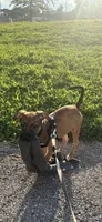 Grace , a female American Bully for sale in Brooklyn, NY – 2 of 4
