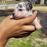 Twinny2, a female Chihuahua and Miniature Pinscher for sale in Lilburn, GA – Photo 1 of 6