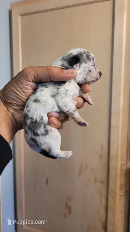 Twinny2, a female Chihuahua and Miniature Pinscher for sale in Lilburn, GA – Photo 1 of 3