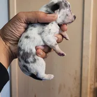 Twinny2, a female Chihuahua and Miniature Pinscher for sale in Lilburn, GA – Photo 2 of 6