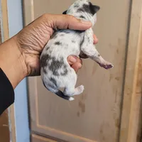 Twinny2, a female Chihuahua and Miniature Pinscher for sale in Lilburn, GA – Photo 4 of 6