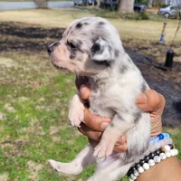 Twinny2, a female Chihuahua and Miniature Pinscher for sale in Lilburn, GA – Photo 3 of 6