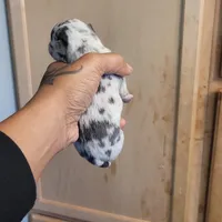 Twinny2, a female Chihuahua and Miniature Pinscher for sale in Lilburn, GA – Photo 5 of 6