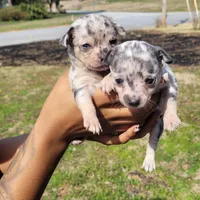 Twinny2, a female Chihuahua and Miniature Pinscher for sale in Lilburn, GA – Photo 6 of 6