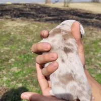 Blondie, a female Chihuahua and Miniature Pinscher for sale in Lilburn, GA – Photo 9 of 10