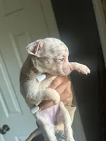 Blondie, a female Chihuahua and Miniature Pinscher for sale in Lilburn, GA – Photo 4 of 10