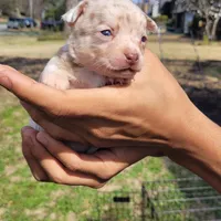 Blondie, a female Chihuahua and Miniature Pinscher for sale in Lilburn, GA – Photo 10 of 10