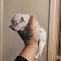 Blondie, a female Chihuahua and Miniature Pinscher for sale in Lilburn, GA – Photo 5 of 10