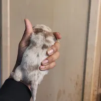 Blondie, a female Chihuahua and Miniature Pinscher for sale in Lilburn, GA – Photo 8 of 10