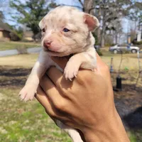 Blondie, a female Chihuahua and Miniature Pinscher for sale in Lilburn, GA – Photo 1 of 10