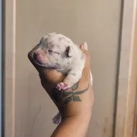 Blondie, a female Chihuahua and Miniature Pinscher for sale in Lilburn, GA – Photo 7 of 10