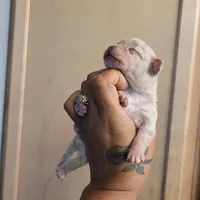 Blondie, a female Chihuahua and Miniature Pinscher for sale in Lilburn, GA – Photo 6 of 10