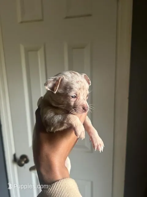 Blondie – Chihuahua, Miniature Pinscher puppy for sale in Lilburn, GA