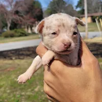 Blondie, a female Chihuahua and Miniature Pinscher for sale in Lilburn, GA – Photo 2 of 10