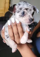 Spotiana , a female Chihuahua and Miniature Pinscher for sale in Lilburn, GA – Photo 5 of 10