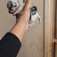 Spotiana , a female Chihuahua and Miniature Pinscher for sale in Lilburn, GA – Photo 8 of 10