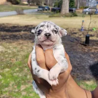 Spotiana , a female Chihuahua and Miniature Pinscher for sale in Lilburn, GA – Photo 4 of 10