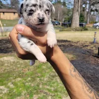 Spotiana , a female Chihuahua and Miniature Pinscher for sale in Lilburn, GA – Photo 2 of 10