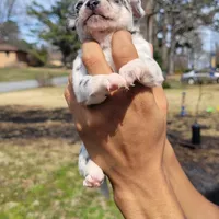 Spotiana , a female Chihuahua and Miniature Pinscher for sale in Lilburn, GA – Photo 10 of 10