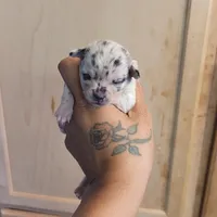 Spotiana , a female Chihuahua and Miniature Pinscher for sale in Lilburn, GA – Photo 9 of 10