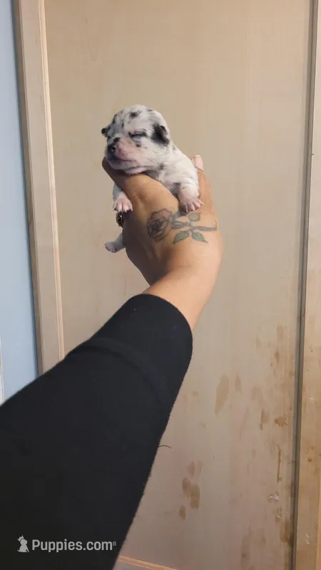 Spotiana , a female Chihuahua and Miniature Pinscher for sale in Lilburn, GA – Photo 1 of 4