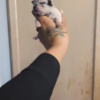 Spotiana , a female Chihuahua and Miniature Pinscher for sale in Lilburn, GA – Photo 6 of 10