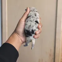 Spotiana , a female Chihuahua and Miniature Pinscher for sale in Lilburn, GA – Photo 7 of 10