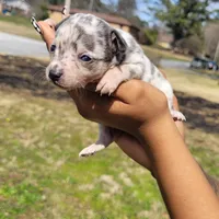 Twinny1, a female Chihuahua and Miniature Pinscher for sale in Lilburn, GA – Photo 1 of 10