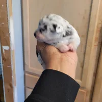 Twinny1, a female Chihuahua and Miniature Pinscher for sale in Lilburn, GA – Photo 5 of 10