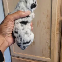 Twinny1, a female Chihuahua and Miniature Pinscher for sale in Lilburn, GA – Photo 8 of 10