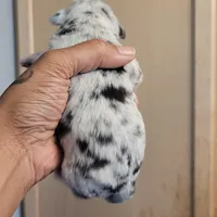 Twinny1, a female Chihuahua and Miniature Pinscher for sale in Lilburn, GA – Photo 6 of 10