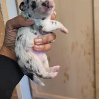 Twinny1, a female Chihuahua and Miniature Pinscher for sale in Lilburn, GA – Photo 7 of 10