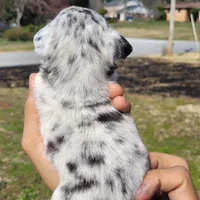 Twinny1, a female Chihuahua and Miniature Pinscher for sale in Lilburn, GA – Photo 4 of 10