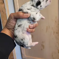 Twinny1, a female Chihuahua and Miniature Pinscher for sale in Lilburn, GA – Photo 9 of 10