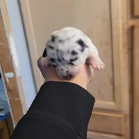 Twinny1, a female Chihuahua and Miniature Pinscher for sale in Lilburn, GA – Photo 10 of 10