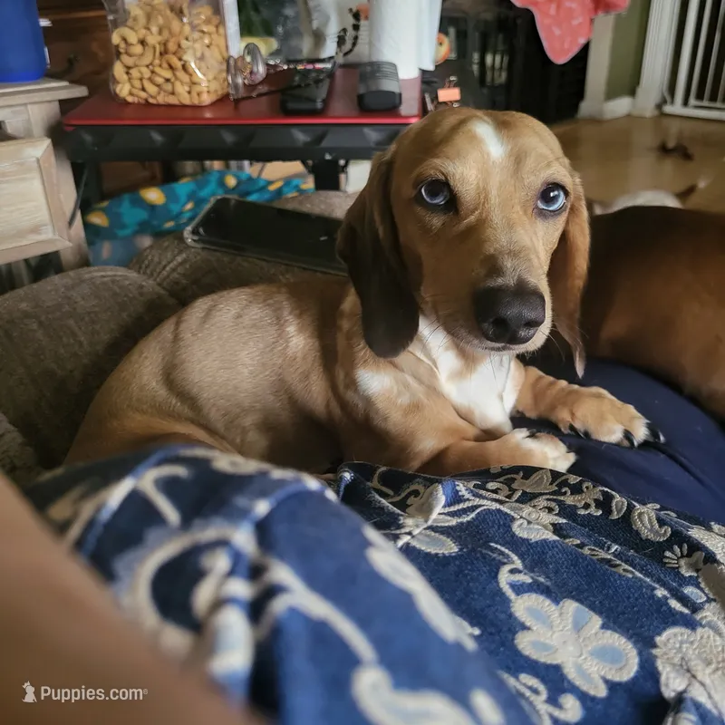 Rolls Royce (Royce) - AKC – Miniature Dachshund puppy on hold in Punta Gorda, FL